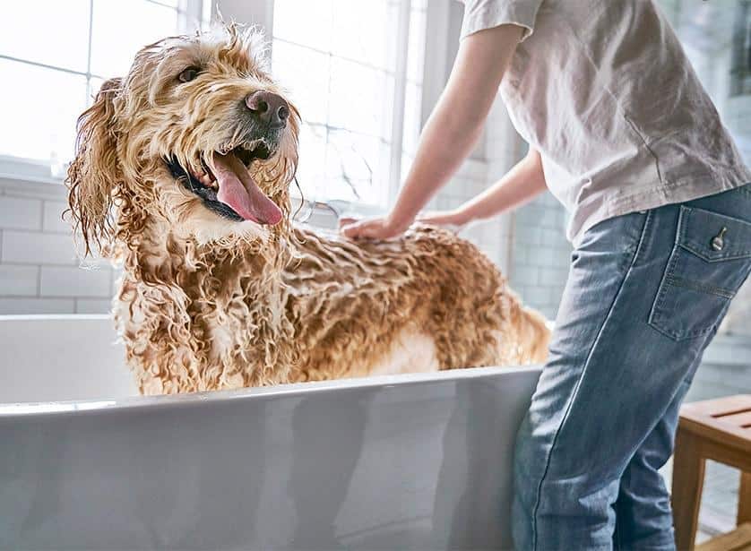 Perro siendo bañado.