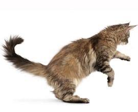 Imagen de un gato
