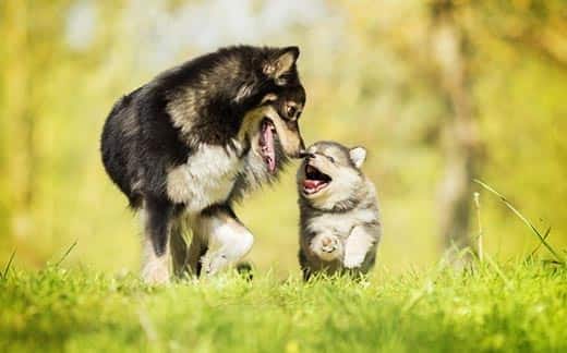Perro adulto jugando con un cachorro fuera.