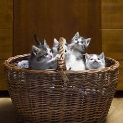 Cesta con gatitos grises y blancos
