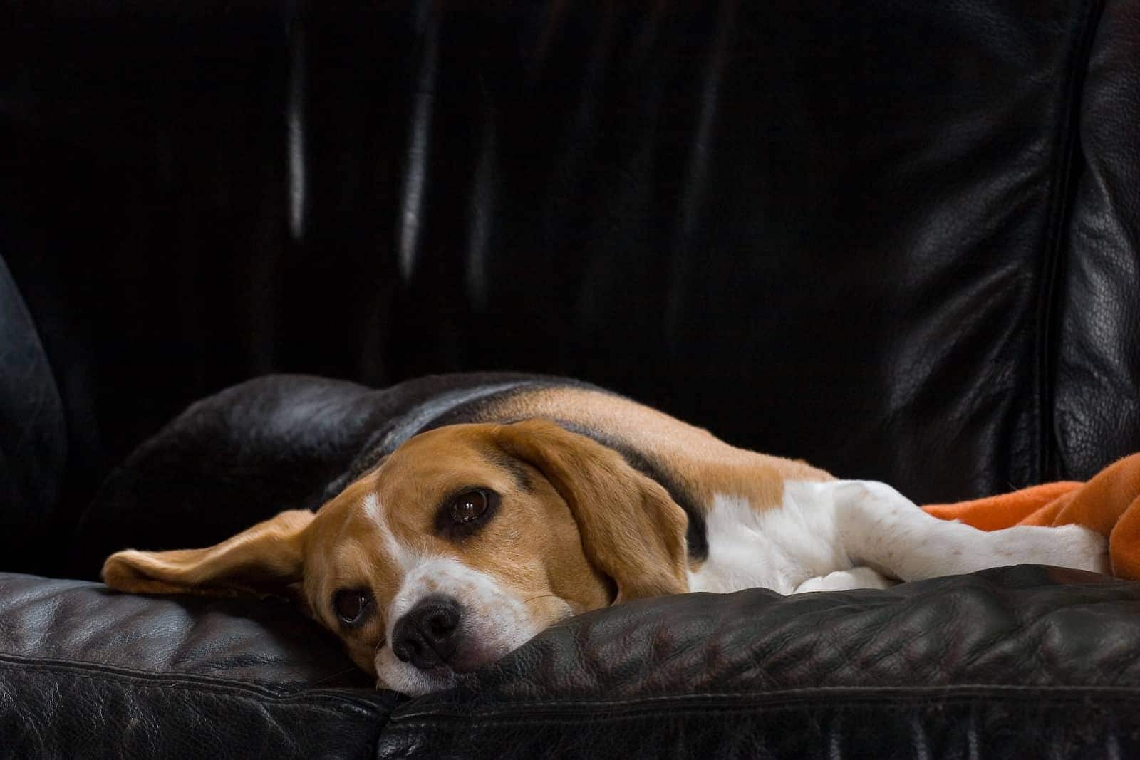 Beagle hembra descansando en un sofá de piel negra.
