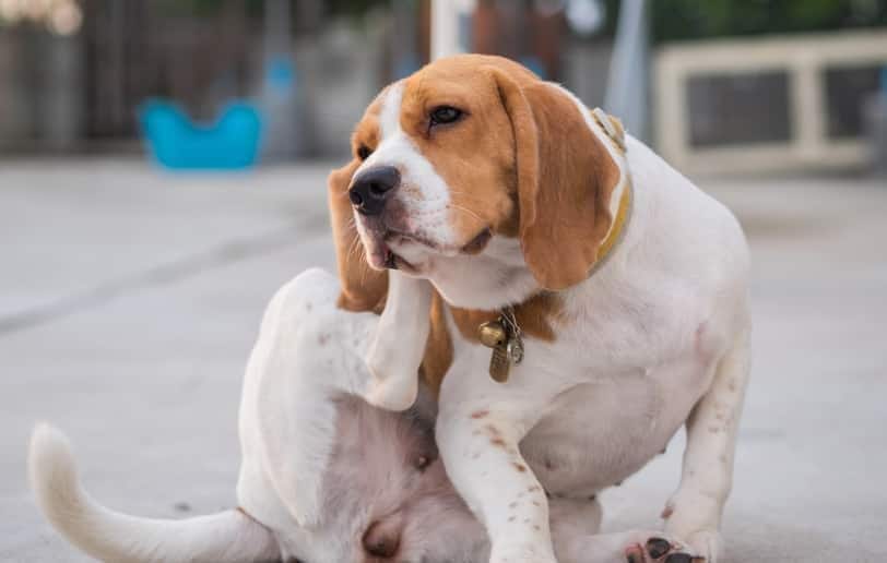 Un beagle rascándose la oreja.