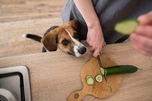Un beagle con la cabeza en la repisa observa a un humano cortar pepino en una tabla. 