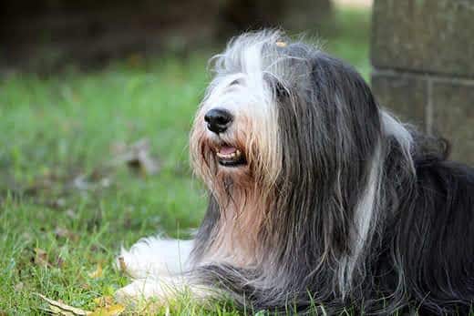 Un collie de pelo largo se tumba en la hierba junto a un muro de piedra.