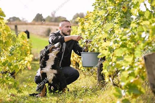 Boyero de Berna sentado junto a un hombre mirándolo mientras este coge uvas en un viñedo.