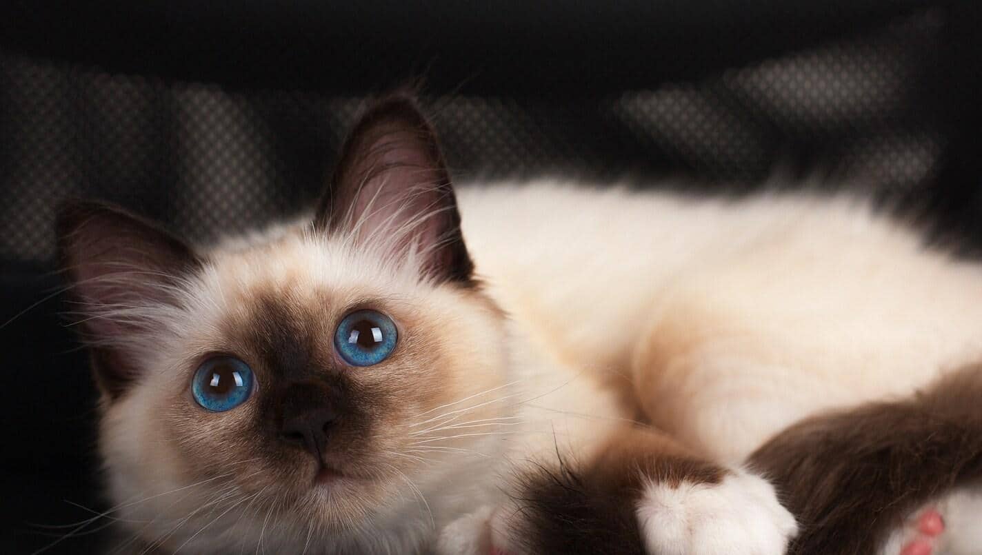 Gatito birmano seal point de 4 meses con ojos azules tumbado en una silla.