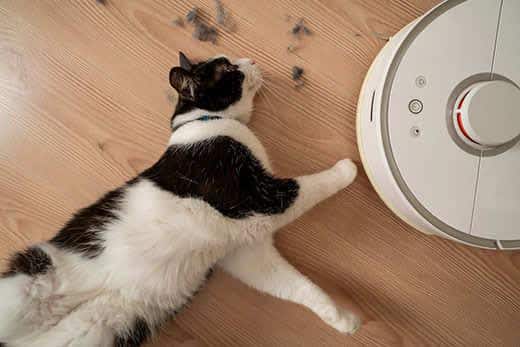 gato-blanco-y-negro-tumbado-al-lado-de-un-robot-aspirador-SW