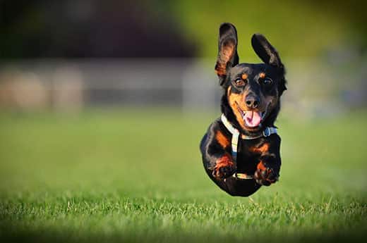 Dashchund negro de pelo largo corriendo en el parque con las cuatro patas en el aire.