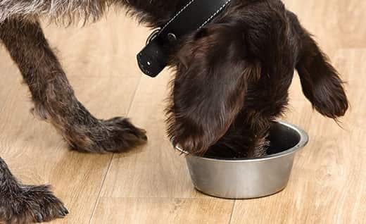 Perro negro comiendo de un cuenco en el suelo