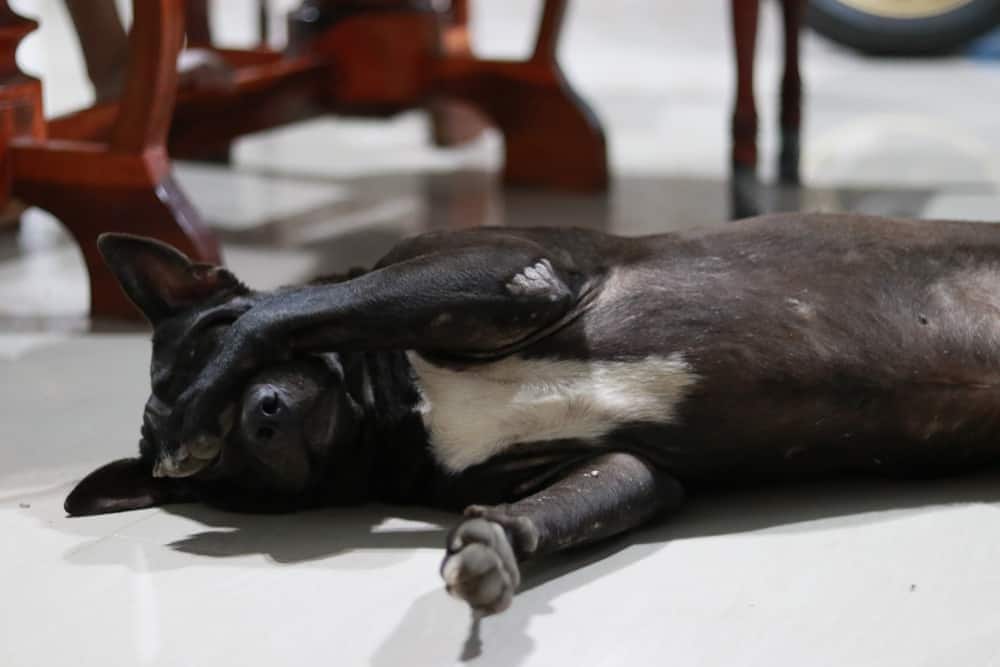 Un perro negro oculta sus ojos bajo la pata.