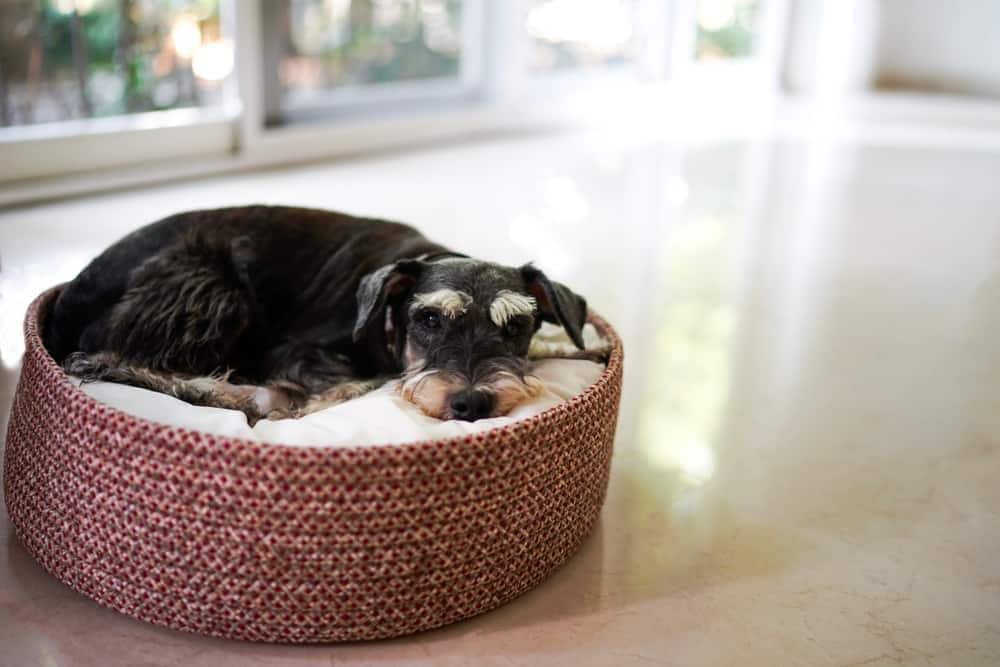 Schnauzer mini negro tumbado en una cama para perros