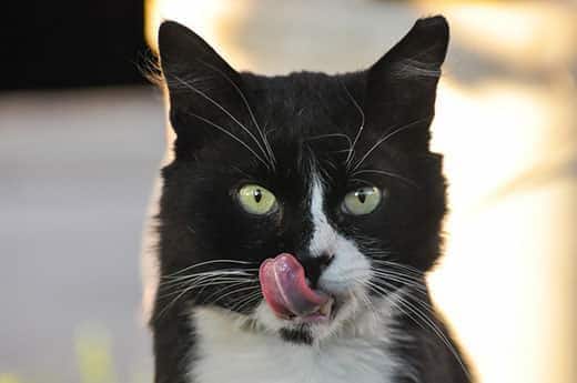 Gato blanco y negro con ojos verdes lamiéndose los labios.