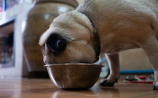 Carlino de color claro con cabeza dentro de un bol de alimento metálico.