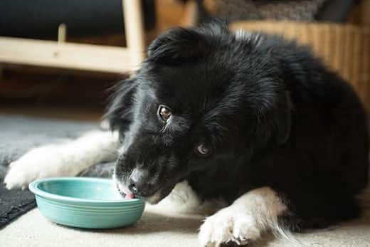 Border collie tumbado lamiendo un cuenco verde por dentro.
