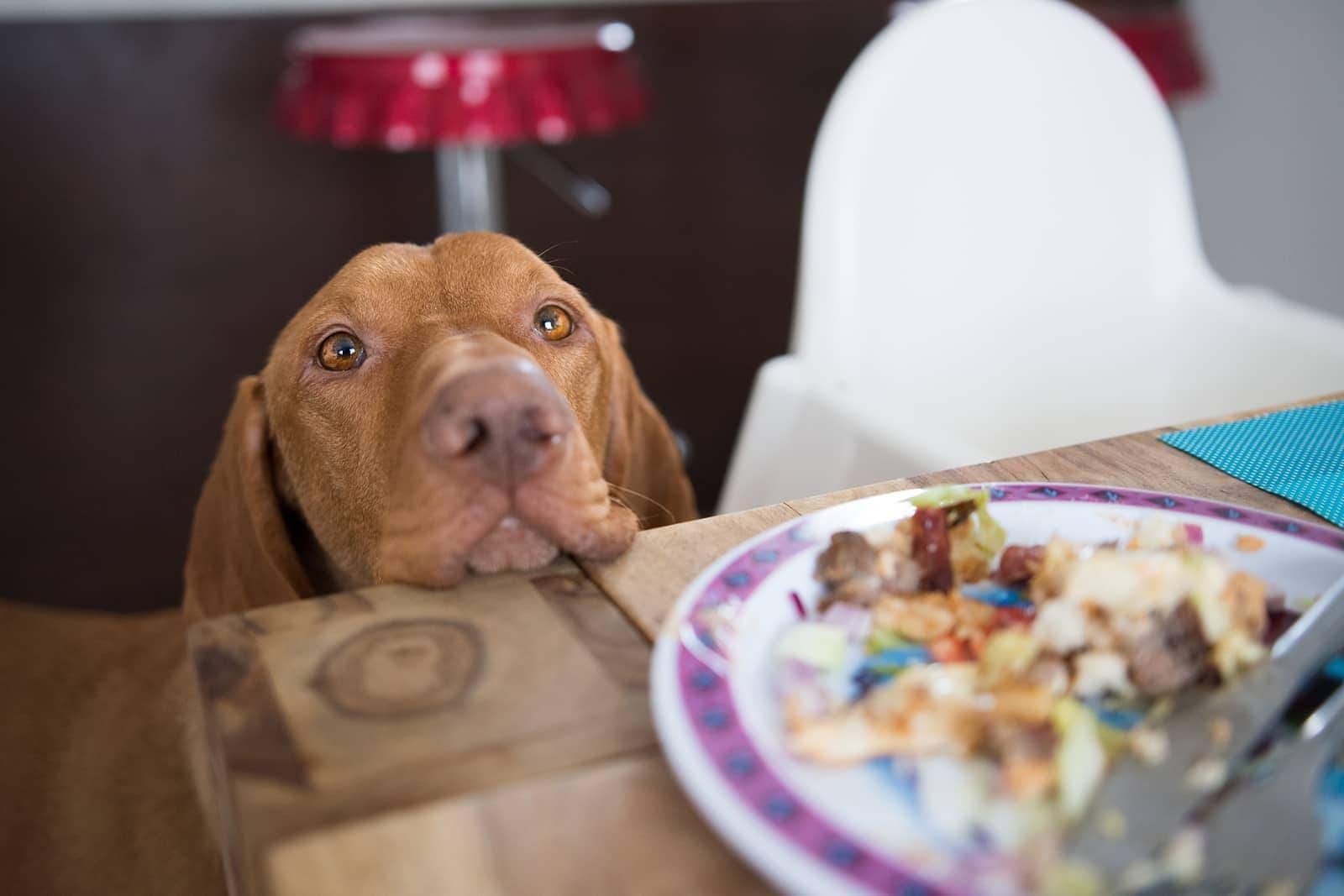 Perro apoyado sobre la mesa mirando los alimentos de un humano.