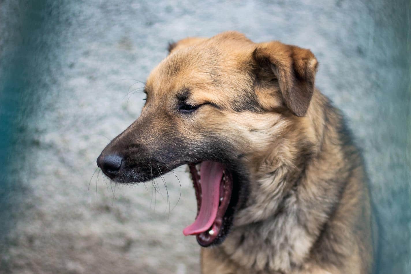 Perro bostezando