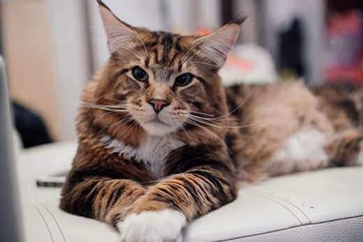 Maine Coon grande tumbado en un sofá gris.