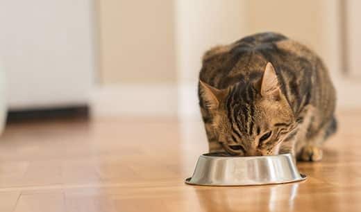 Gato atigrado marrón comiendo en un bol de metal