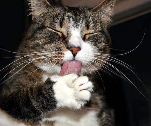 Gato atigrado con los ojos cerrados lamiéndose su pata delantera