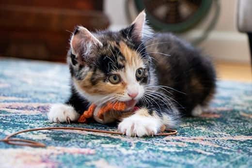 Gatito calicó jugando con una cuerda naranja y marrón tumbado en una alfombra azul.
