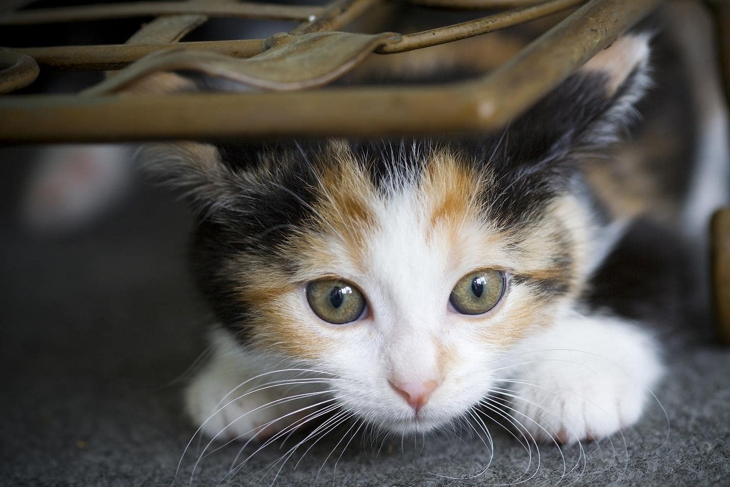 Gatito calicó agachado bajo una silla de mimbre.