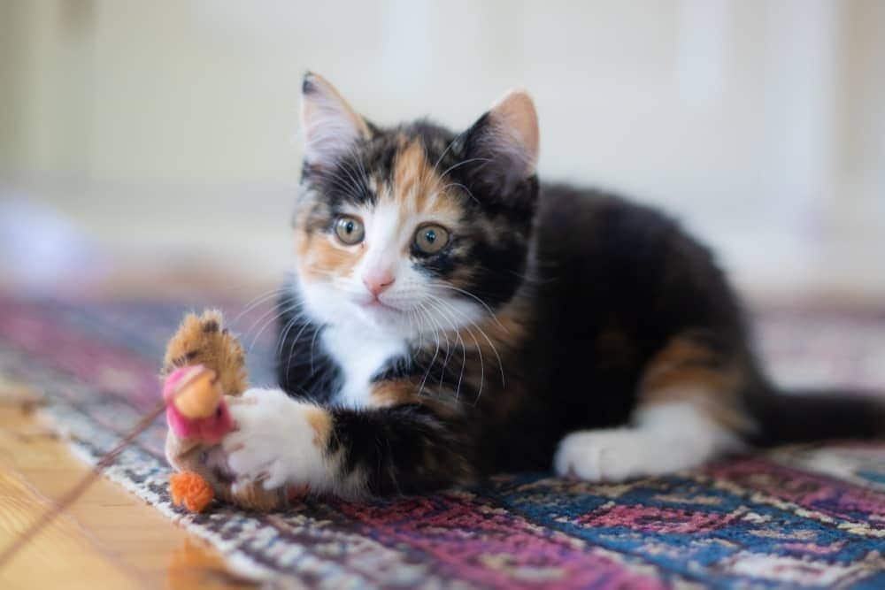 Gatito calico tumbado en la alfombra con un juguete en una cuerda