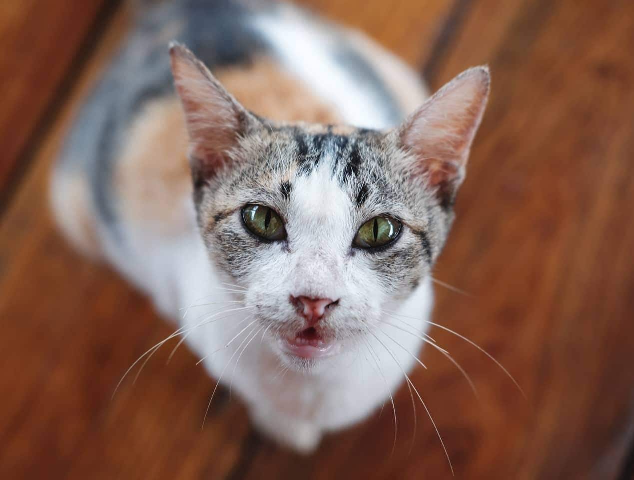 Gato tricolor mirando hacia arriba con suelos de madera al fondo.