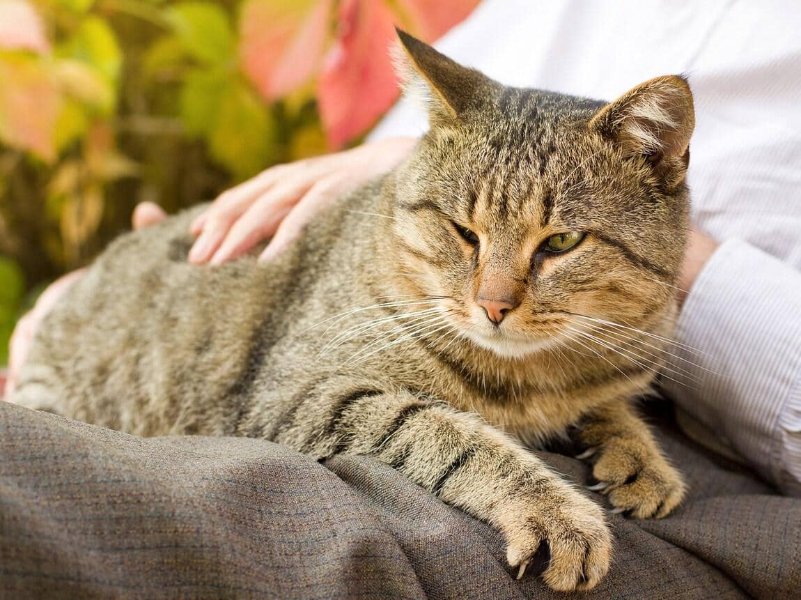 Gato atigrado se tumba en el regazo de un humano mientras lo acarician