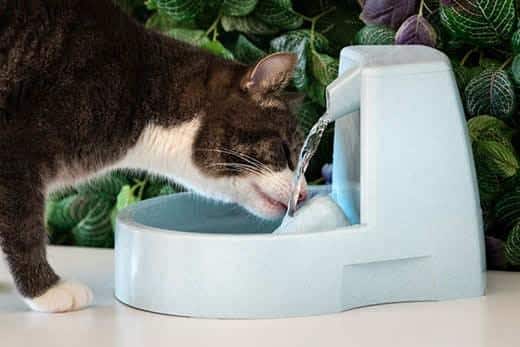 Un gato bebe agua limpia de un bebedero. Fuente de agua para gatos. Mascota sedienta. Gato deshidratado.