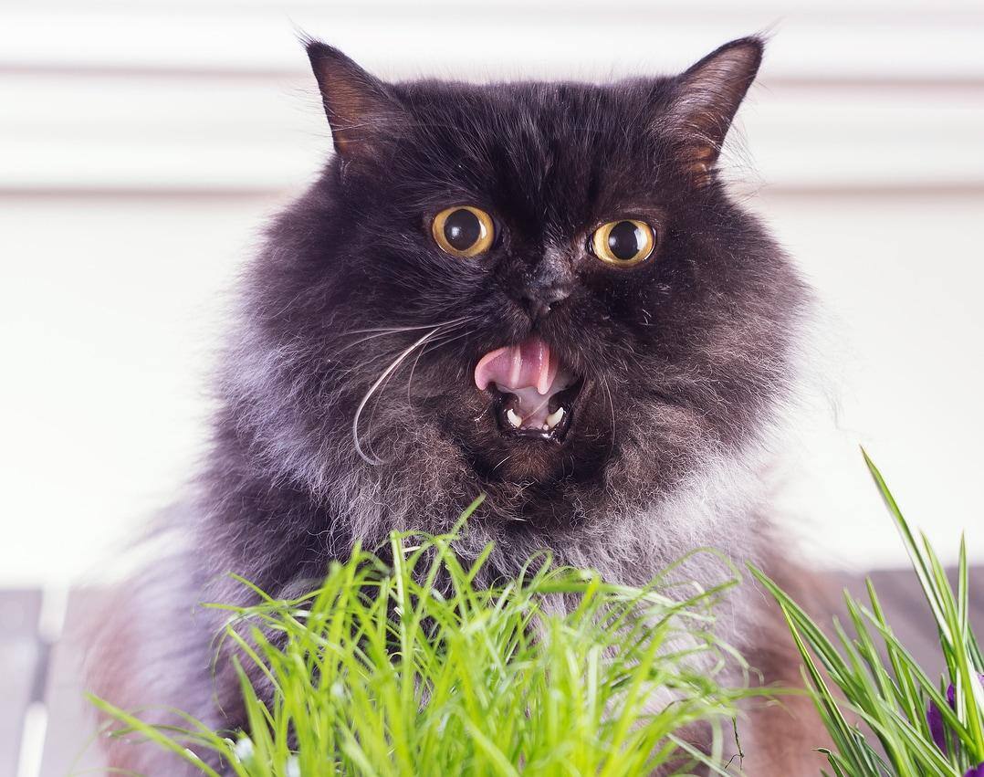Gato de pelo largo con la boca abierta relamiéndose