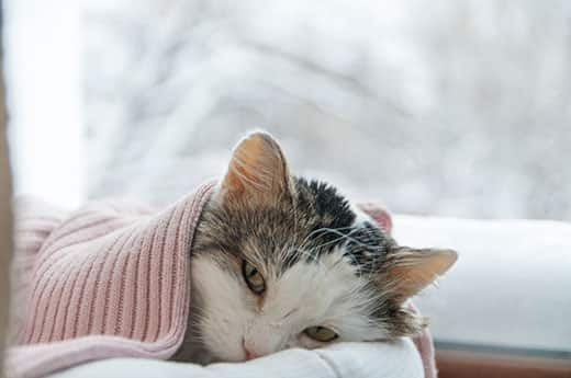 Gato tumbado bajo una manta rosa junto a una ventana con una escena invernal en el exterior.