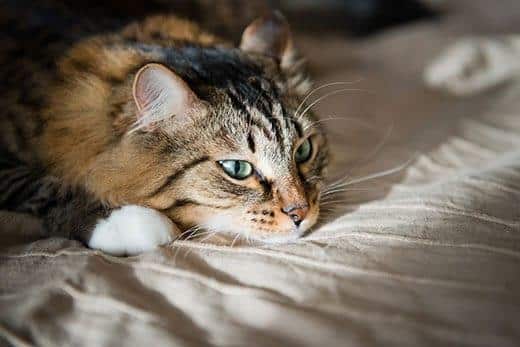Gato de pelo largo y ojos verdes descansa en una cama.