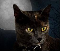 Los gatos y Halloween