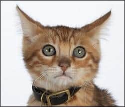 Gato con miedo a los truenos y a los fuegos artificiales