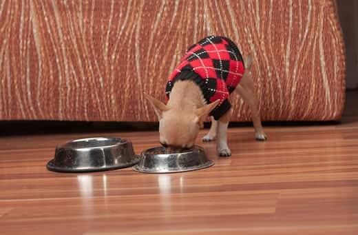 Cachorro de chihuahua canela vestido con un jersey de rombos negro y rojo comiendo de un cuenco.