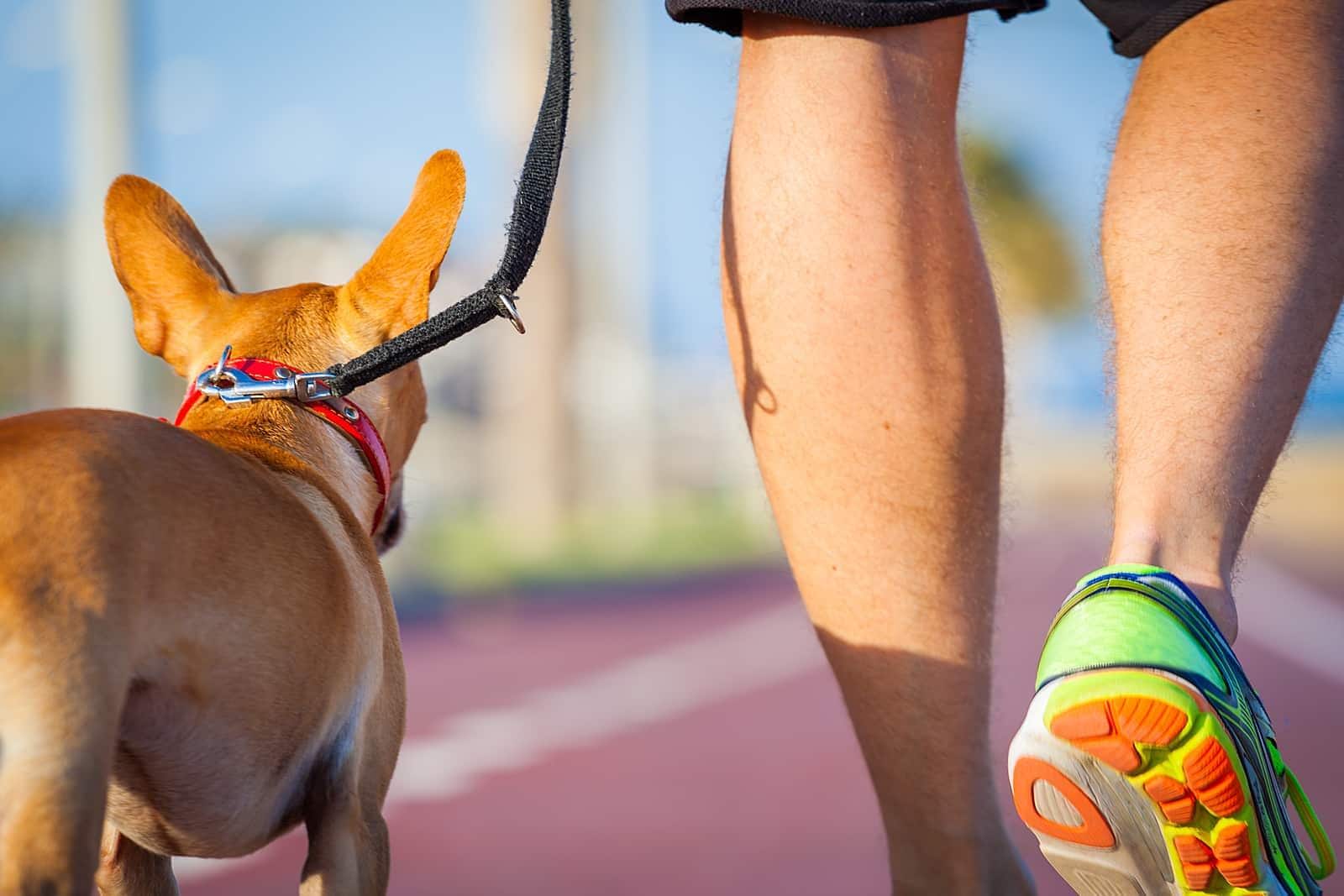 Un chihuahua caminando en una pista con su propietario
