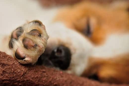 Primer plano de la pata de un beagle cachorro.