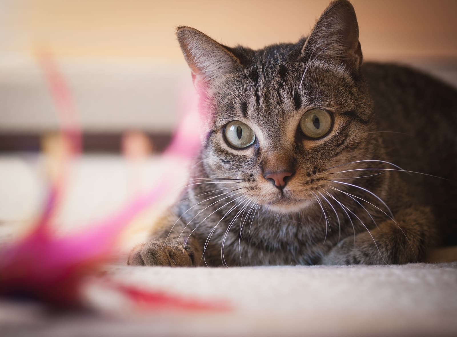 Primer plano de un gato atigrado marrón de ojos verdes.