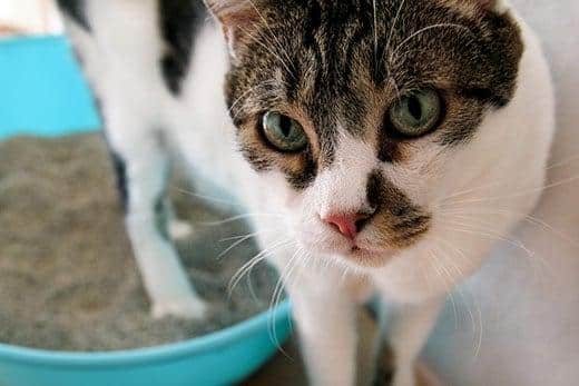 Gato usando el inodoro, gato en el arenero, para defecar u orinar, haciendo caca en el arenero con arena limpia. Gato mirando su propia caca en un arenero azul. Gato en casa.