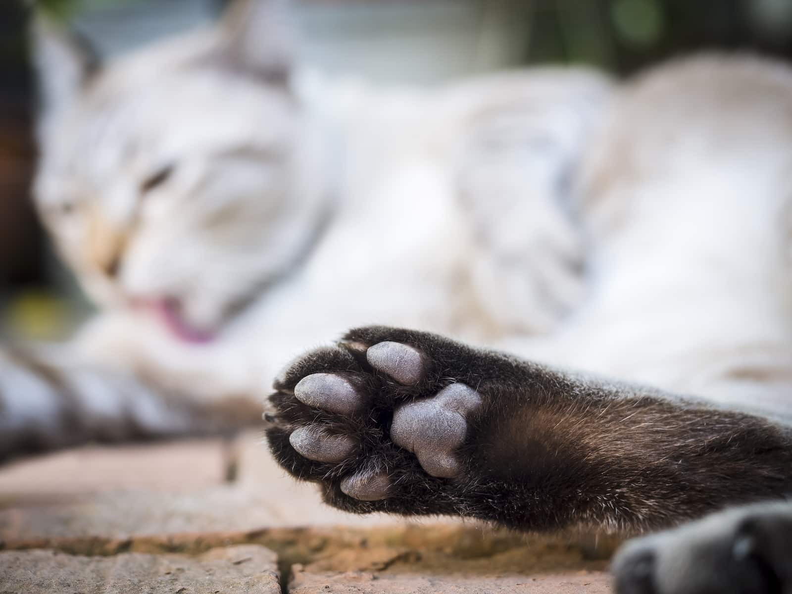 Almohadilla de un gato con gato dormido borroso al fondo