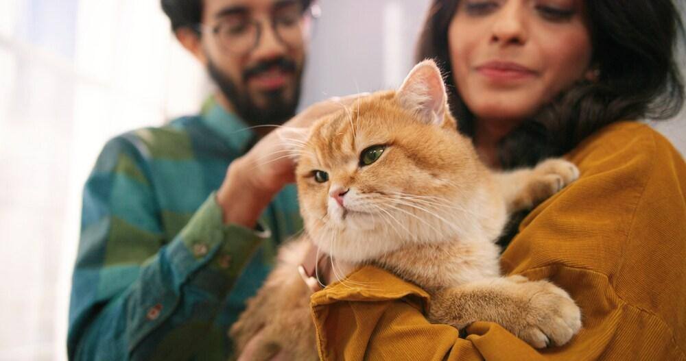 Primer plano de pareja india joven disfrutando en casa con un bonito gato en brazos.