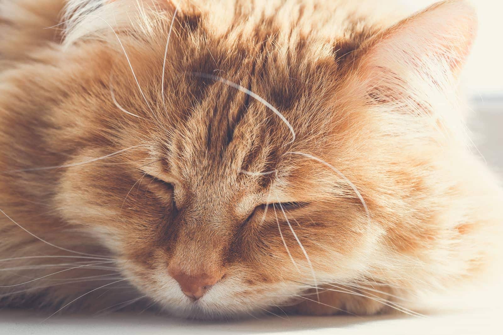 Gato naranja grande y sedoso dormido en el suelo