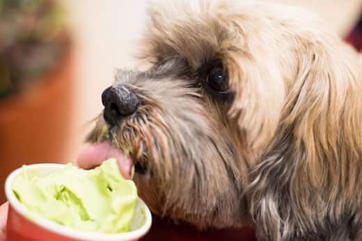 Primer plano de un terrier lamiendo yogur helado verde de un vaso.
