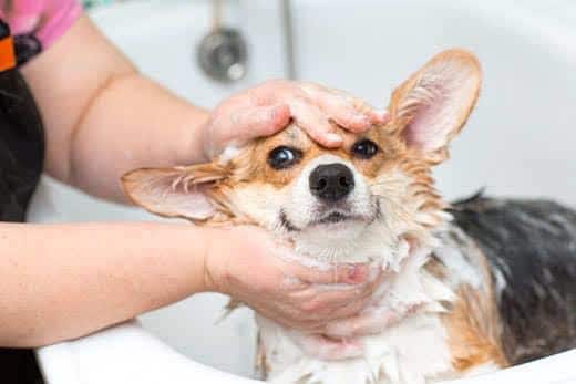 Un corgi, en mitad de un baño