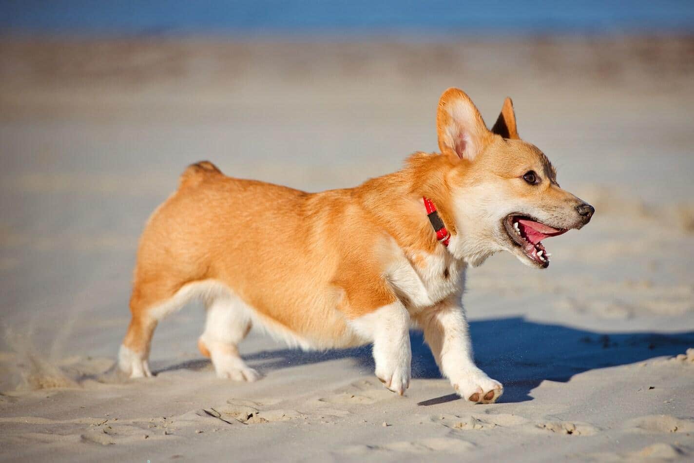 Cachorro de corgi galés de Pembroke en la playa