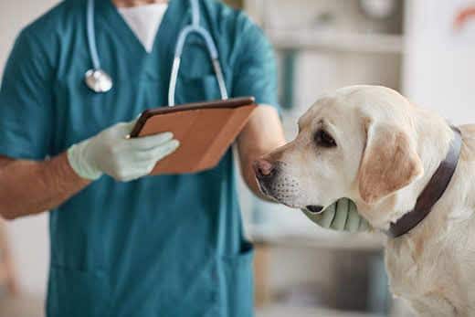 Imagen recortada de un veterinario examinando a un labrador blanco en una clínica, espacio para texto