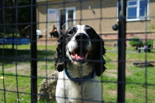 linda foto adorable de un spaniel sonriente detrás de una valla en un jardín con hierba verde brillante en la luz del sol