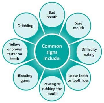 Signos comunes de enfermedades dentales