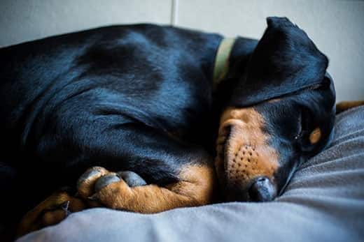 Un cachorro de doberman con collar verde duerme sobre una cama.