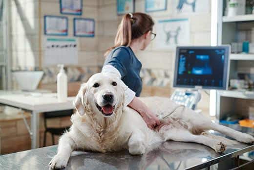 Doctora realizando una radiografía de un perro Doctora realizando una radiografía de un perro